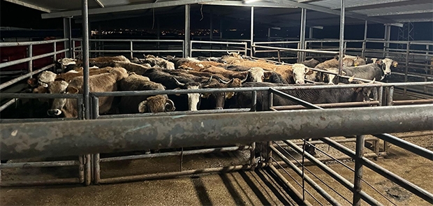 TEKİRDAĞ´A KAÇAK YOLLA BÜYÜKBAŞ HAYVAN GETİREN KİŞİYE 105 BİN LİRA CEZA