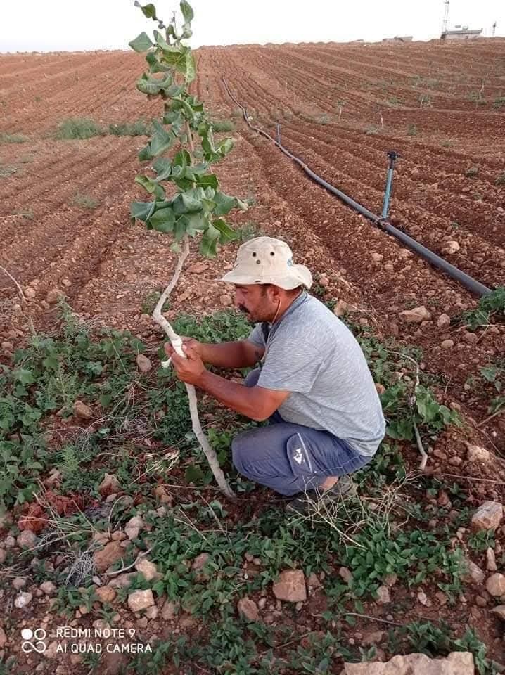 Fıstık  aşı zamanı  geldigi  belirleniyor 
