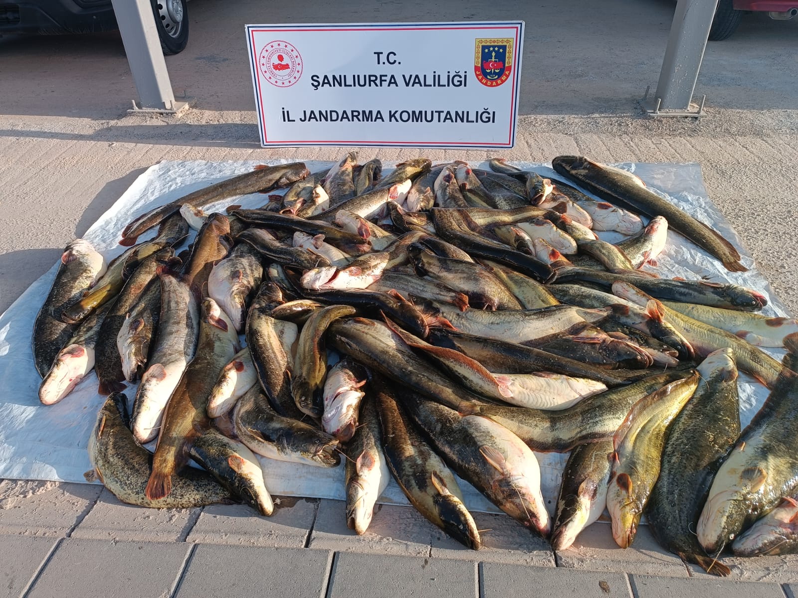 BALIK AVLAYAN ŞAHSA 24 BİN PARA CEZASI KESİLDİ