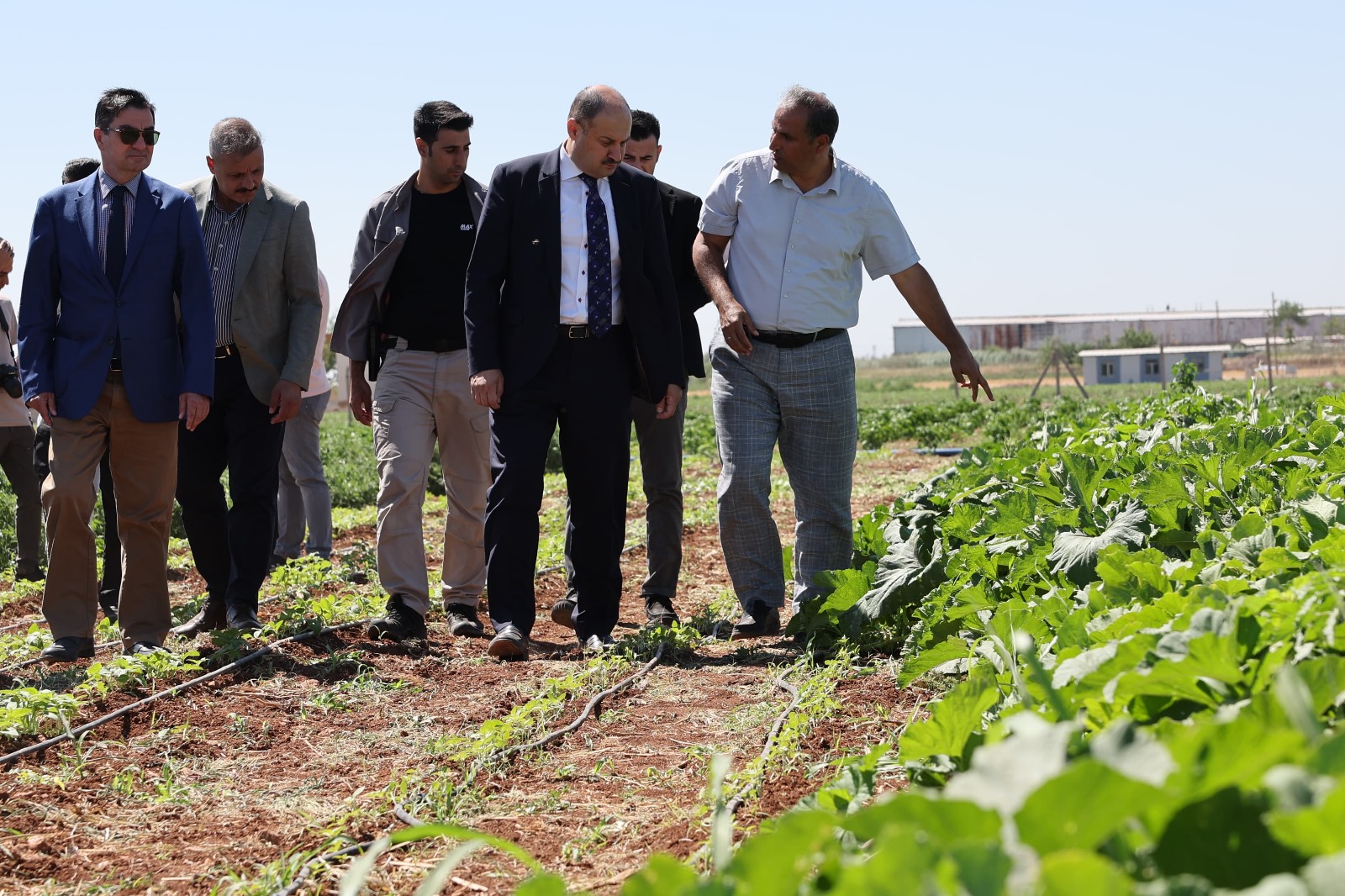  ŞANLIURFA BÜYÜKŞEHİR BELEDİYESİ, ATA TOHUMUNA SAHİP 