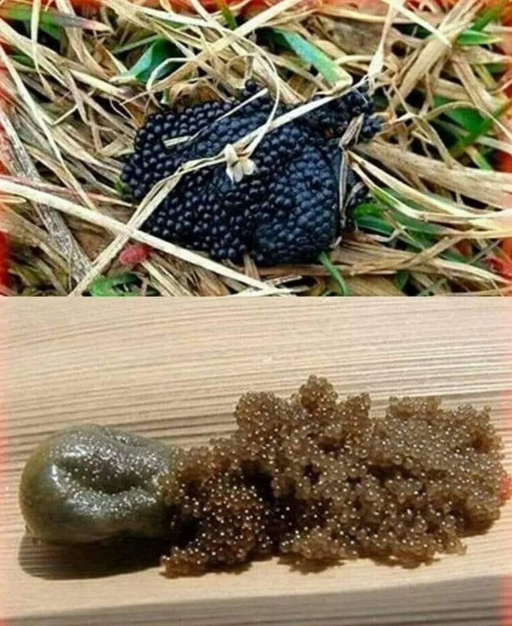 Kene Yumurtalarına Dikkat: Gördüğünüz Yerde İmha Edin